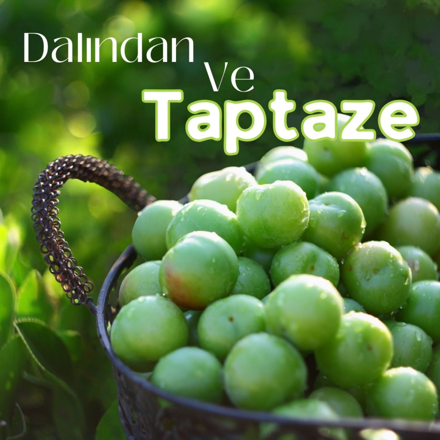 Tadıbaşka Bahçe Hasadı Kütür Kütür Taze Can Eriği 1 Kilo