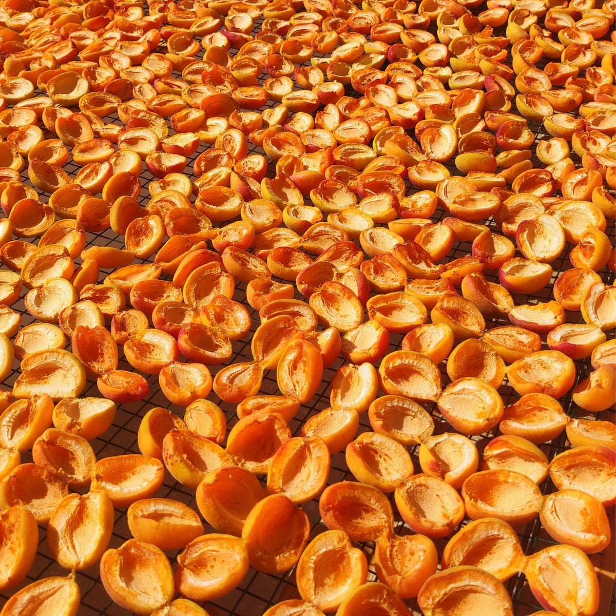 Tadıbaşka Gün Kurusu Alyanak Kayısı 500 g – Gölgede Kurutulmuş, Kükürtsüz, İlave Şekersiz